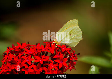 Kleopatra Schmetterling (Gonepteryx Cleopatra) ein Medium sized Schmetterling der Familie Pieridae, die ursprünglich aus dem mediterranen r ist Stockfoto