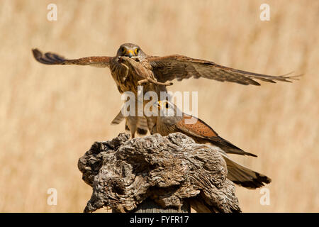 Turmfalken (Falco Tinnunculus) weibliche fliegt mit einem Chamäleon vom Männchen gefangen. Dieser Raubvogel ist Mitglied der fa Stockfoto