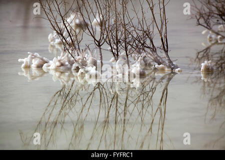 Israel, Totes Meer Salz Crystalization verursacht durch Wasserverdunstung Stockfoto