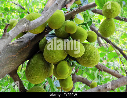 Haufen von Jack Früchte. Artocarpus Heterophyllus, auch genannt Chakka in Kerala, Indien, wo die Frucht entstanden Stockfoto