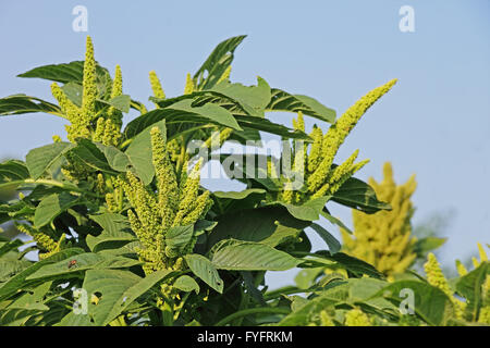 Grüner Amaranth aus Indien. Als Blattgemüse, Getreide und Zierpflanzen kultiviert. Diese Gattung ist Amaranthus. Stockfoto