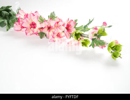 Frühlingsblumen, die isoliert auf weißem Hintergrund Stockfoto