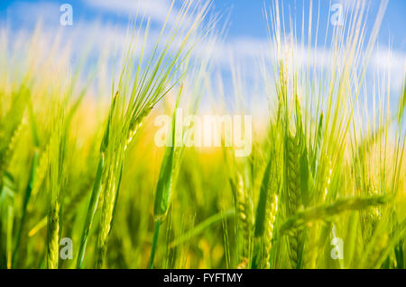 Weizenfeld. Sonnigen Landwirtschaft Landschaft Stockfoto