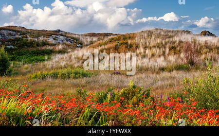 Montbretia (Crocosmia X crocosmiiflora) in Blüte im Moor in Kilcatherine, Beara Halbinsel, County Cork, Irland Stockfoto