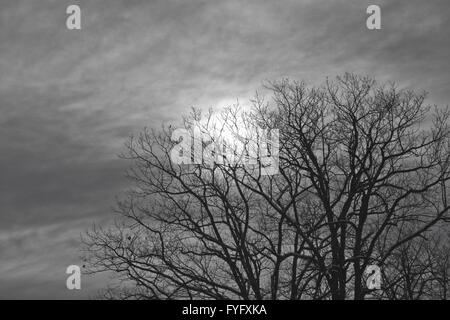 Nacht Mond scheint durch die Wolken und Bäume. Stockfoto