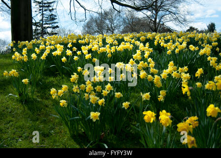 Frühling-Bild einer Bank von Narzissen in voller Blüte Stockfoto