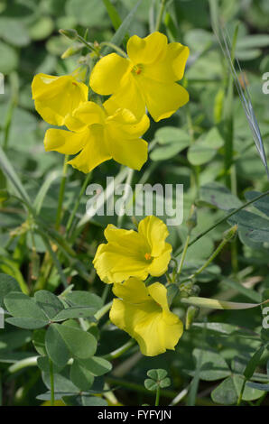 Bermuda-Hahnenfuß - Oxalis Pes-Caprae verbreitet eingeführt Blume in Zypern Stockfoto