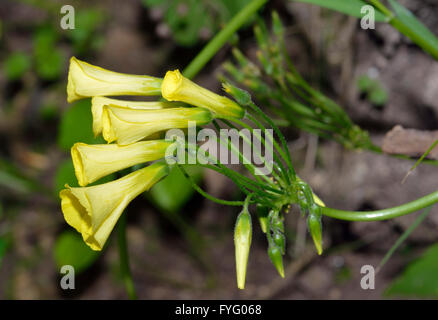 Bermuda Buttercup - Oxalis Pes-Caprae am frühen Morgen bevor die Blüten öffnen sich Stockfoto