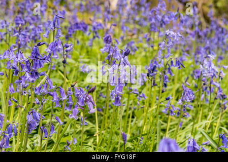 Bluebell Blumen in Plumpton Wood Stockfoto