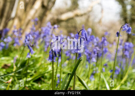 Bluebell Blumen in Plumpton Wood Stockfoto