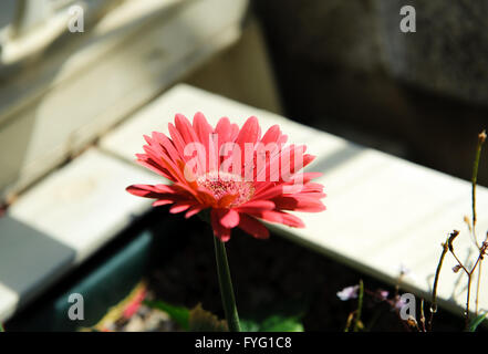Schöne einzelne rosa Gerbera Blume im Garten Stockfoto