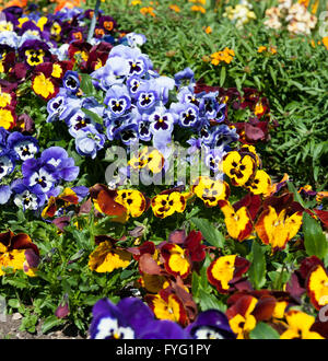 Wunderschöne Kollektionen von Viola Blumen im Garten Stockfoto