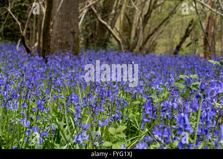 Bluebell Blumen in Plumpton Wood Stockfoto