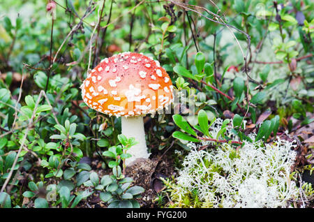 Der Pilz einen Fliegenpilz wächst man in einem Wald, unter ein Kraut Stockfoto