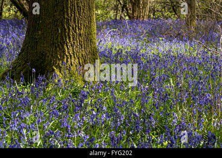 Bluebell Blumen in Plumpton Wood Stockfoto