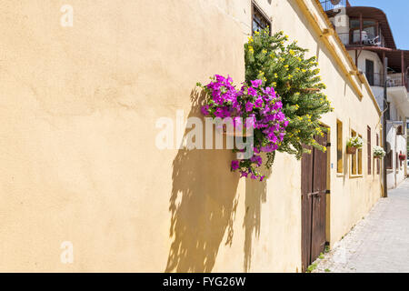 NORD ZYPERN KYRENIA ALTSTADT PETUNIEN BLUMEN AUF EINE GELBE WAND Stockfoto