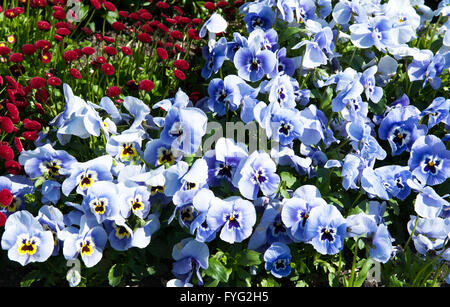 Blaue Blume im Garten lateinische Bezeichnung Viola tricolor Stockfoto