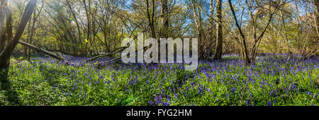 Ein schönes Bild Glockenblumen in einem Wiltshire Waldgebiet in der Nähe von Oaksey, bekannt als Bluebell Woods. Stockfoto