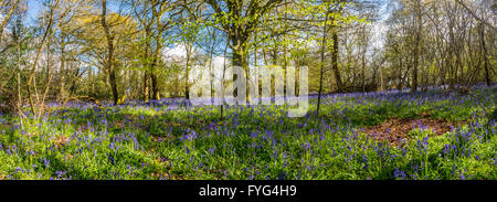 Ein schönes Bild Glockenblumen in einem Wiltshire Waldgebiet in der Nähe von Oaksey, bekannt als Bluebell Woods. Stockfoto