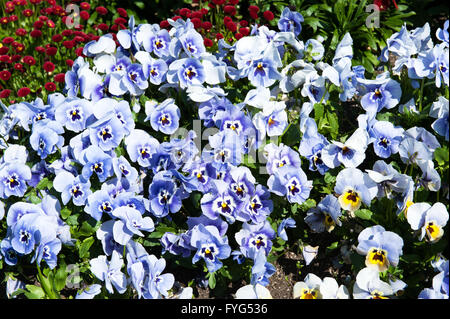 Blaue Blume im Garten lateinische Bezeichnung Viola tricolor Stockfoto