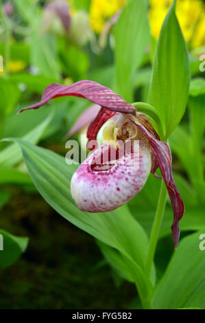 Nahaufnahme von einem Cypripedium Kentucky rosa Blush Orchidee auf dem Display an der Harrogate Spring Flower Show. Yorkshire UK. Stockfoto