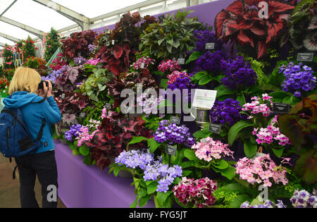 Lady die Fotos von Zimmerpflanzen auf dem Display in der Anlage-Pavillon im Harrogate Spring Flower Show. Yorkshire UK. Stockfoto