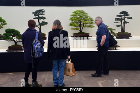 Drei Personen an Bonsai-Bäume auf dem Display in der Anlage-Pavillon im Harrogate Spring Flower Show. Yorkshire UK. Stockfoto