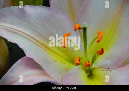 Ein Close Up von der Lilie (Fenice) Blume auf dem Display in der Anlage-Pavillon auf der Harrogate Spring Flower Show. Yorkshire UK. Stockfoto