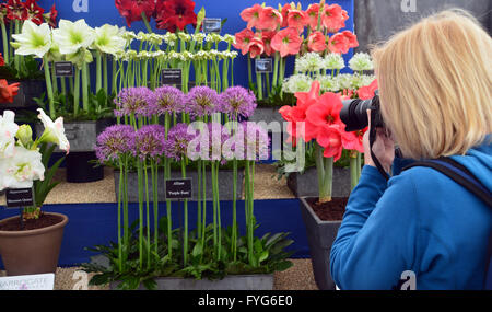 Lady die Fotos von Allium (Purple Rain) auf dem Display in der Anlage-Pavillon im Harrogate Spring Flower Show. Yorkshire UK. Stockfoto