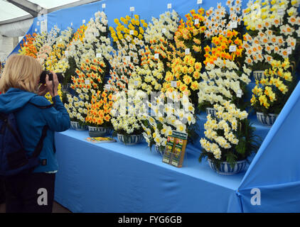 Lady die Fotos von Narzissen auf dem Display in der Anlage-Pavillon im Harrogate Spring Flower Show. Yorkshire UK. Stockfoto