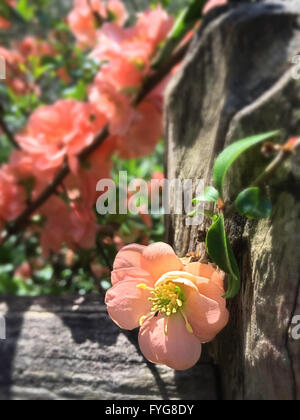 Blühende Quitte Pflanzen, Central Park, New York Stockfoto