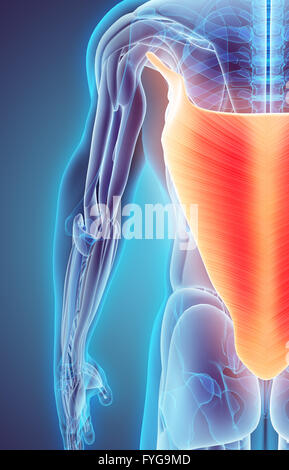 3D Abbildung des Latissimus Dorsi, Teil der Muskel Anatomie. Stockfoto