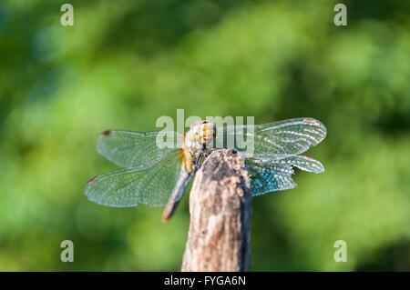 Libelle mit grünen verschwommenen Hintergrund. Raum in der Oberseite Stockfoto