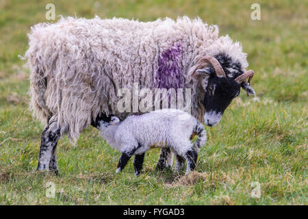 Mutter Ewe Swaledale Schafen mit einem Spanferkel Lamm in einem Feld. Stockfoto