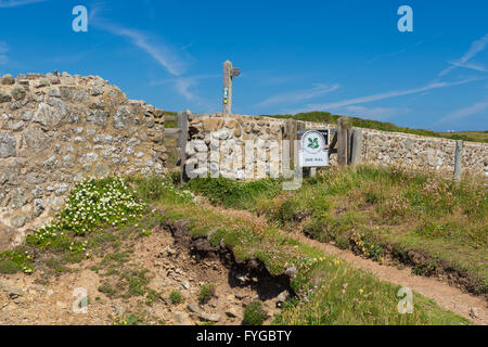 Rotwild-Park in der Nähe von Martins Haven - Pembrokeshire Stockfoto