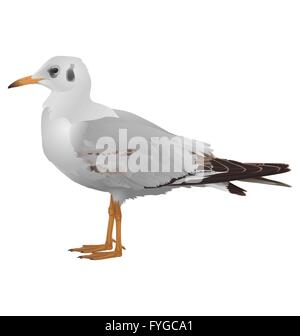 Möwe steht isoliert auf weiss Stock Vektor