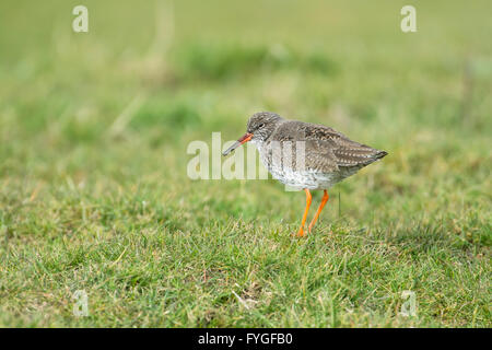 Rotschenkel (Tringa Totanus) aufrufen, in rauhe Weide. Stockfoto