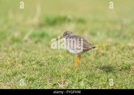 Rotschenkel (Tringa Totanus) in rauhe Weide. Stockfoto