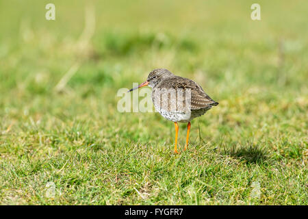 Rotschenkel (Tringa Totanus) in rauhe Weide. Stockfoto