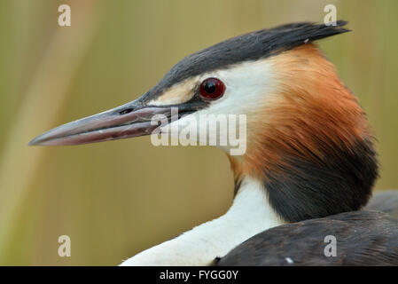 Porträt einer großen Crested Grebe Stockfoto