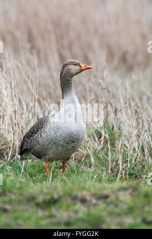 Graugans (Anser Anser), Teil einer wilden Bevölkerung in Kent. Stockfoto