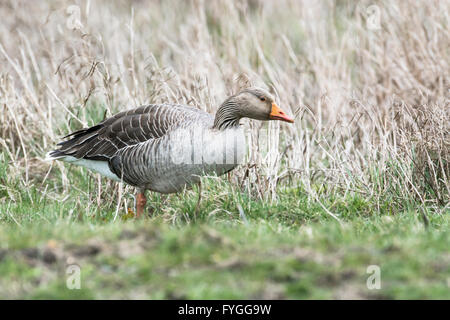 Graugans (Anser Anser), Teil einer wilden Bevölkerung in Kent. Stockfoto