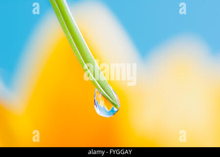 Makro von einer Blume Brechung in einem Tautropfen auf einem Grashalm Stockfoto