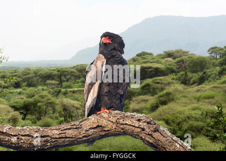 Bateleur (Terathopius Ecaudatus) Stockfoto