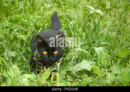 Schwarze Katze in Hinterhalt Natur Stockfoto