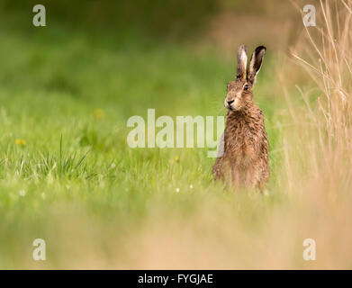 Ein ziemlich feuchtes braune Hare Lepus Europaeus wirft einen Blick rund um nach dem Regen, Warwickshire Stockfoto