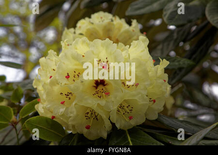 Nahaufnahme der gelbe Rhododendron macabeanum Stockfoto