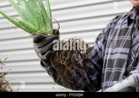 Nahaufnahme der Hand, die ausgereifte Aloe Vera Pflanze mit Wurzeln Stockfoto