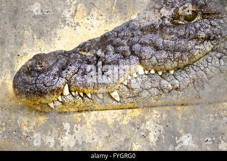 Krokodil. Künstlerische Portrait mit strukturierten Hintergrund Stockfoto