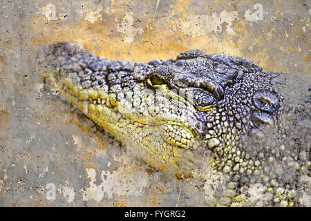 Künstlerische Porträt eines Krokodils mit strukturierten Hintergrund Stockfoto